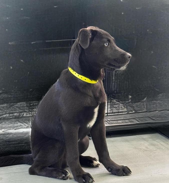 Hoops, Adoptable, Puppy Male Mixed Breed.