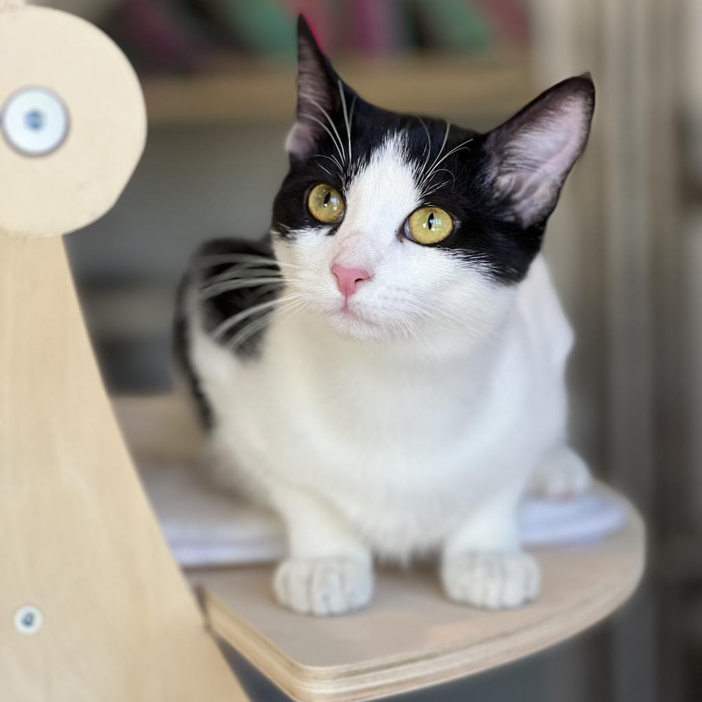 Puddles, Adoptable, Adult Female Domestic Short Hair.