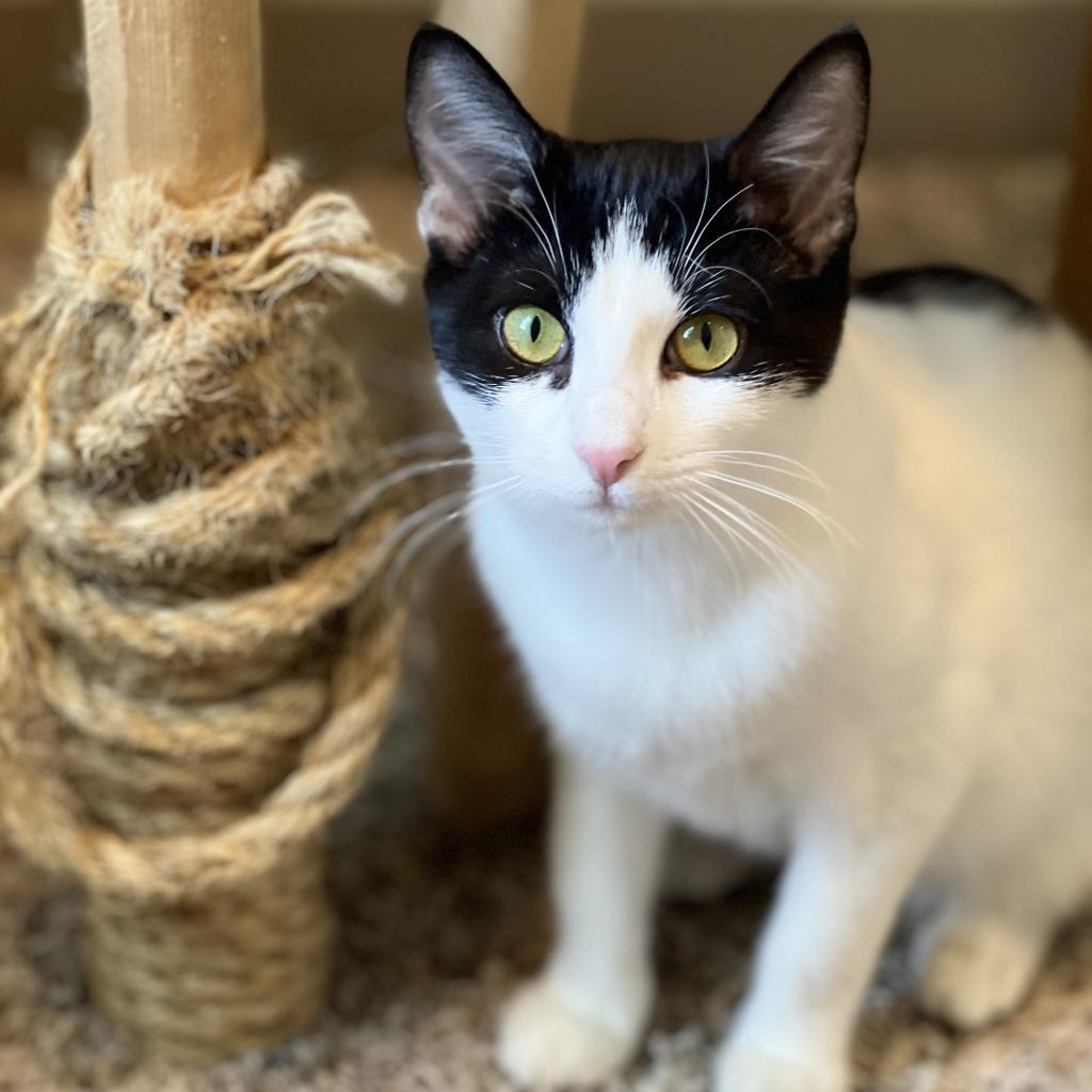 Puddles, a Adoptable Domestic Short Hair in Saint Charles, MO image 2/3