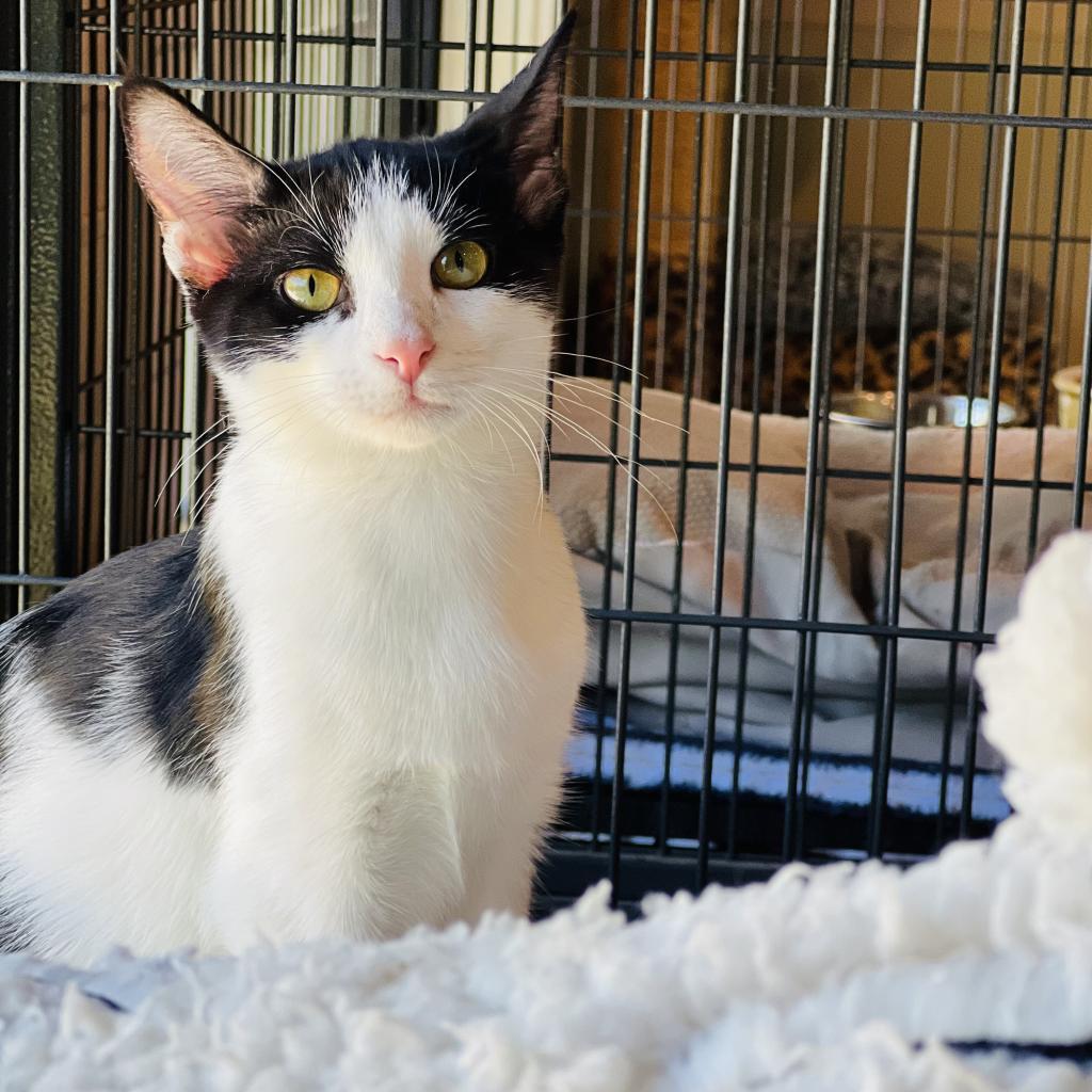 Puddles, a Adoptable Domestic Short Hair in Saint Charles, MO image 3/3