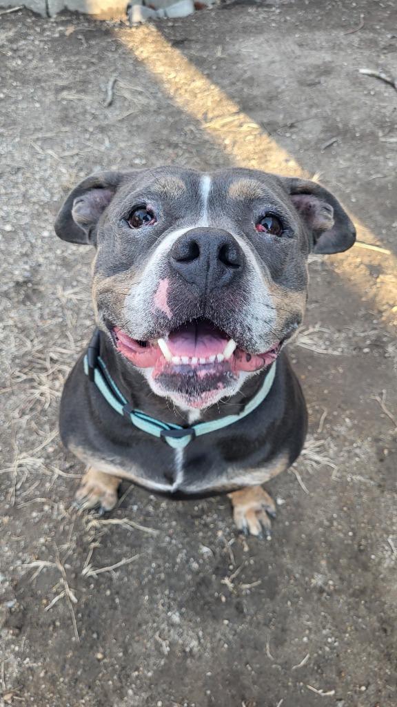 Cinderella, Adoptable, Adult Female American Bulldog.