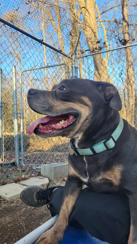 Enlarge Cinderella, a Adoptable American Bulldog in Hampton, VA image 3/4