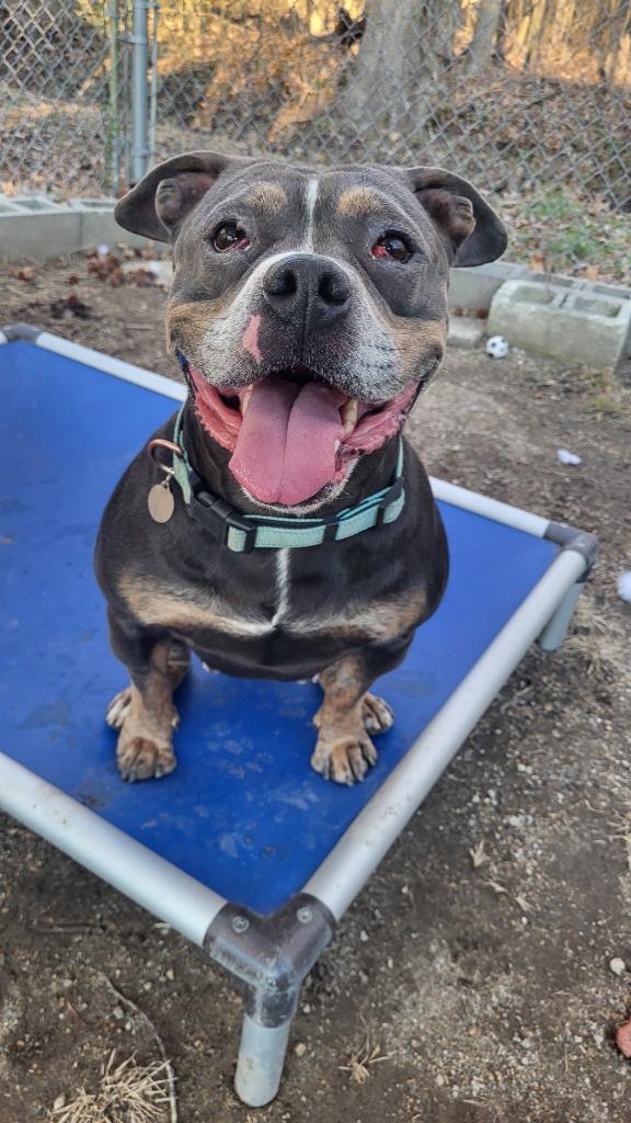 Enlarge Cinderella, a Adoptable American Bulldog in Hampton, VA image 4/4