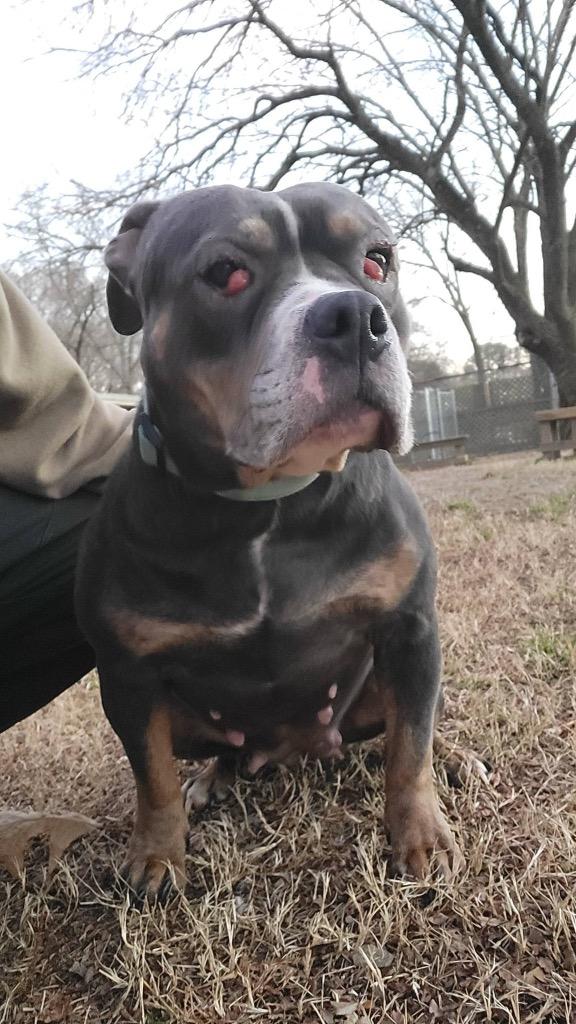 Cinderella, Adoptable, Adult Female American Bulldog.