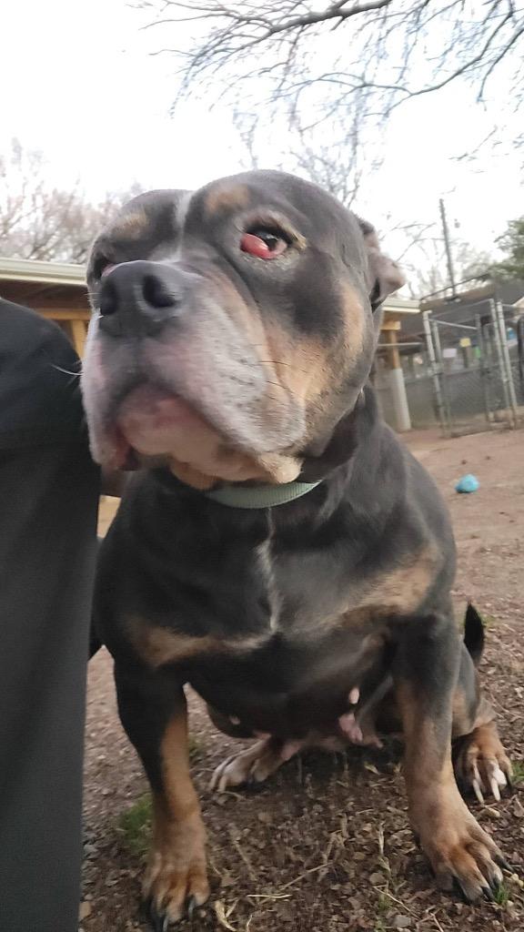 Enlarge Cinderella, a Adoptable American Bulldog in Hampton, VA image 2/2