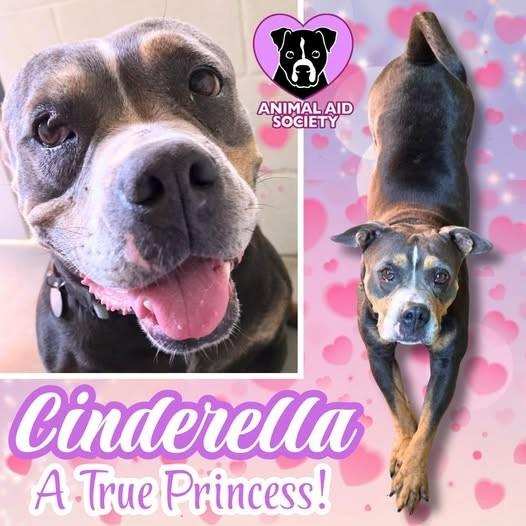 Cinderella, a Adoptable American Bulldog in Hampton, VA image 5/5