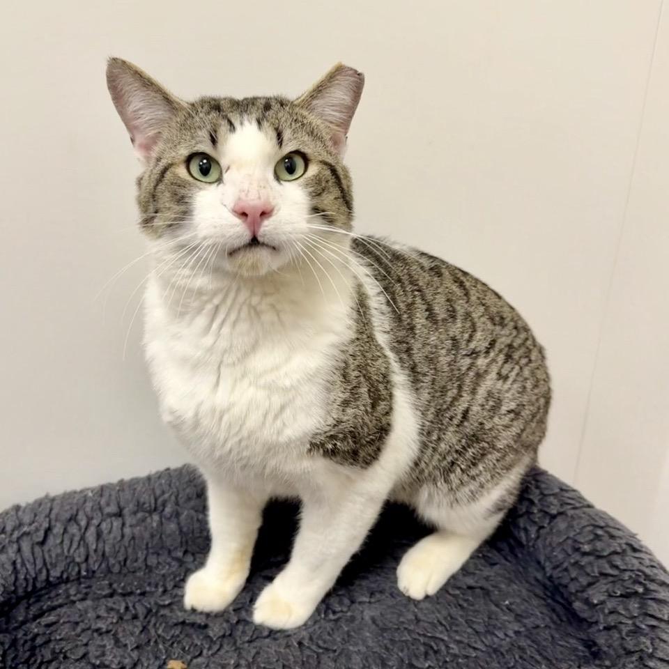 Enlarge J.J., a Adoptable Domestic Short Hair in Woodstock, GA image 1/4