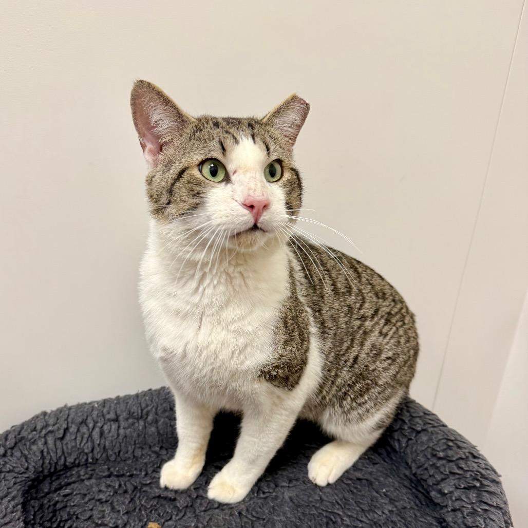 Enlarge J.J., a Adoptable Domestic Short Hair in Woodstock, GA image 2/4