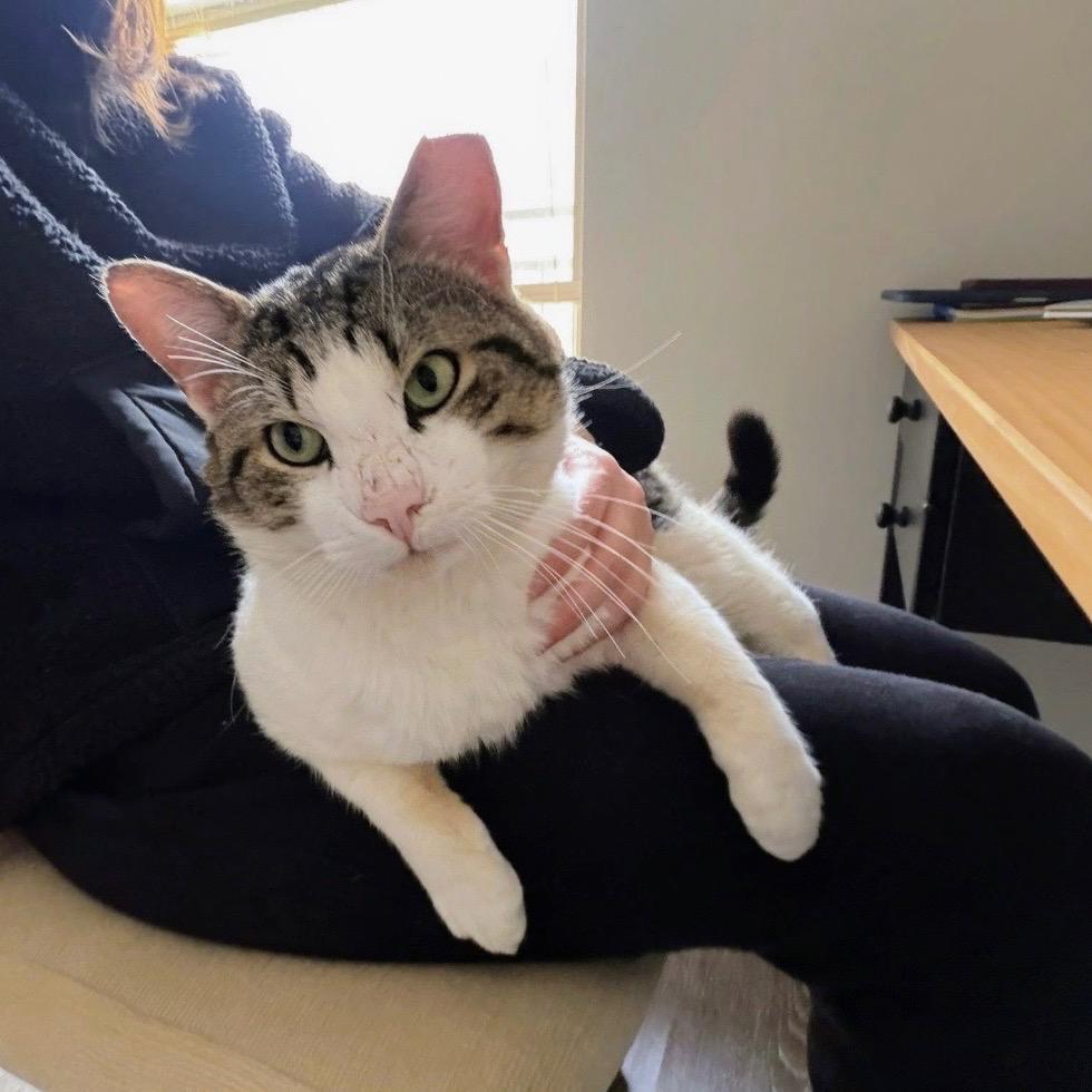 Enlarge J.J., a Adoptable Domestic Short Hair in Woodstock, GA image 3/4