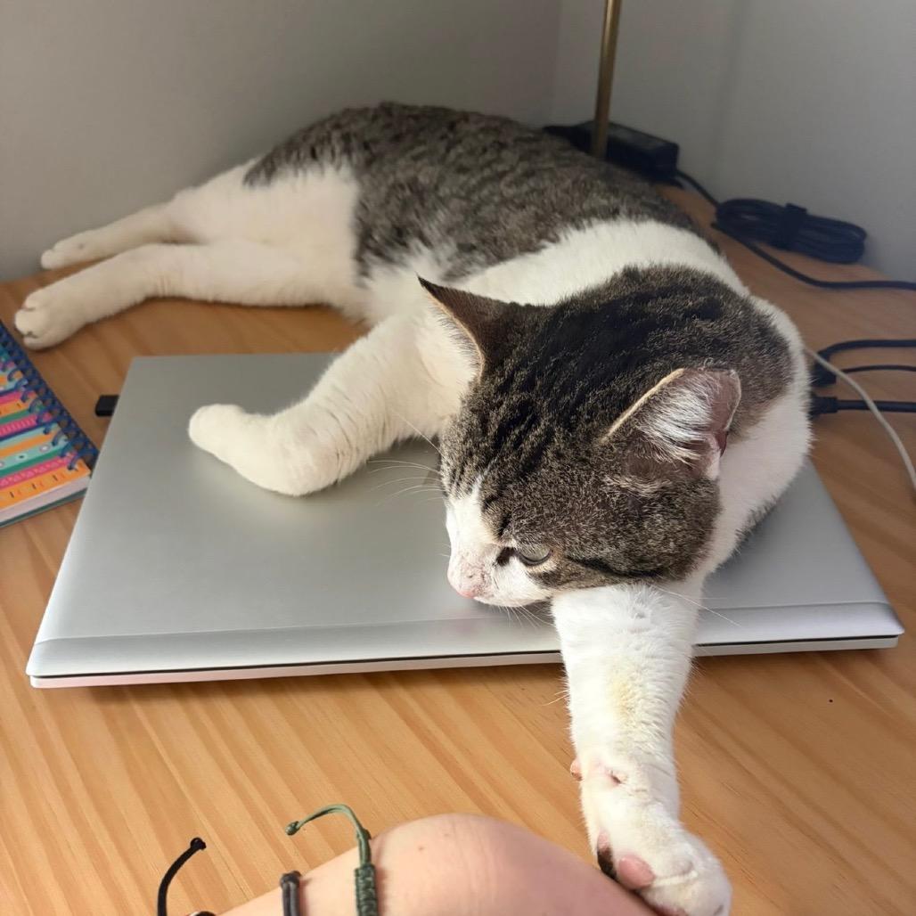 Enlarge J.J., a Adoptable Domestic Short Hair in Woodstock, GA image 4/4