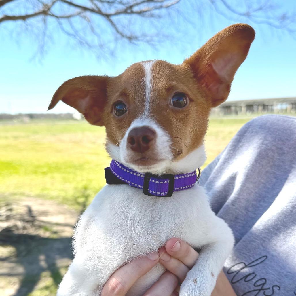 Jelly Bean (Benefactor Puppy) — thumbnail 2