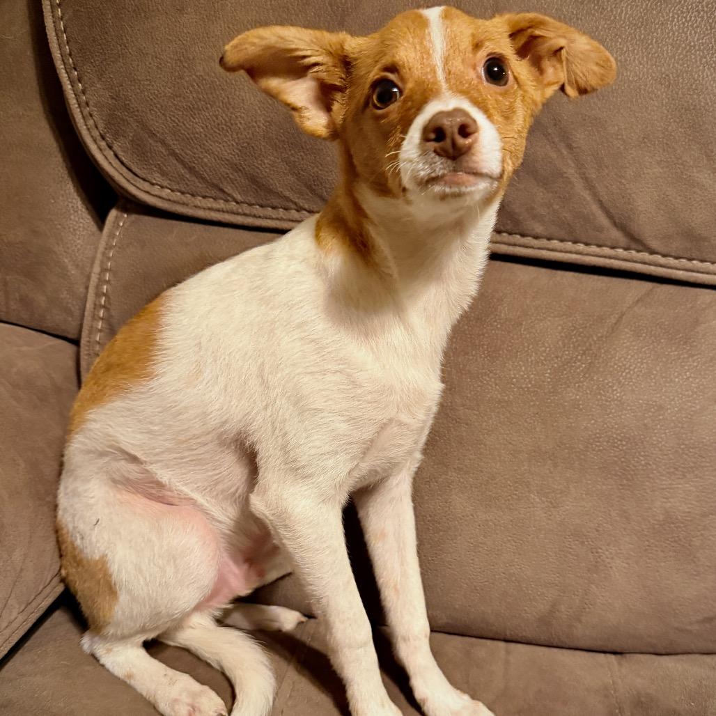 Jelly Bean (Benefactor Puppy) — thumbnail 5