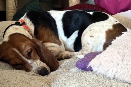 EMILY - ADOPTION PENDING!, Adoptable, Young Female Basset Hound.