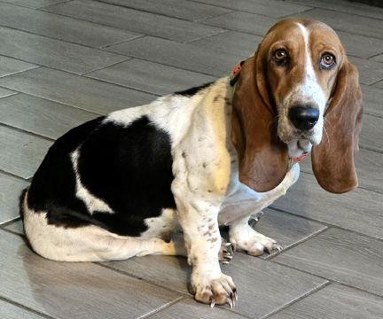 EMILY - ADOPTION PENDING!, a Adoptable Basset Hound in Mays Landing, NJ image 3/3