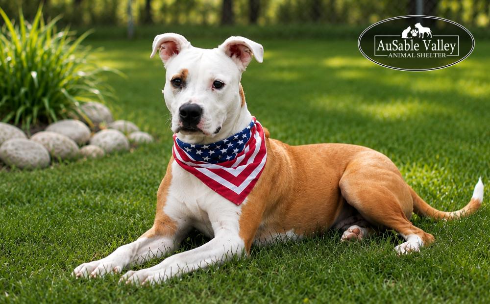 Bacon, an adoptable mixed breed in Grayling, MI image 2/6