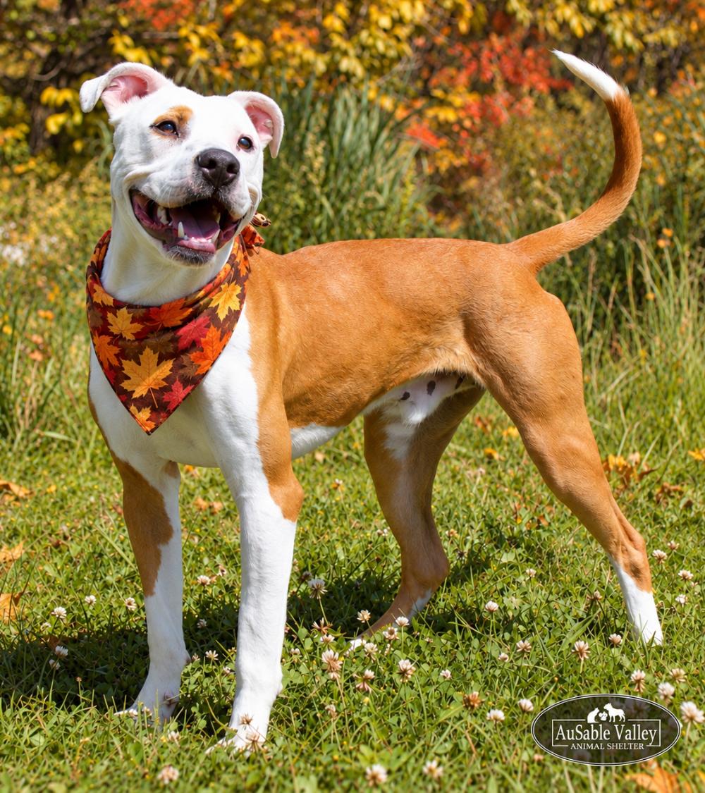 Bacon, Adoptable, Young Male Mixed Breed.