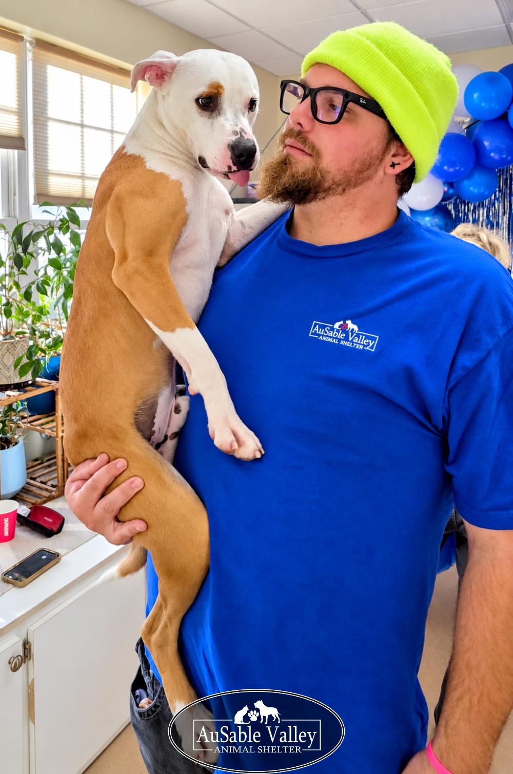 Enlarge Bacon, a Adoptable mixed breed in Grayling, MI image 6/6