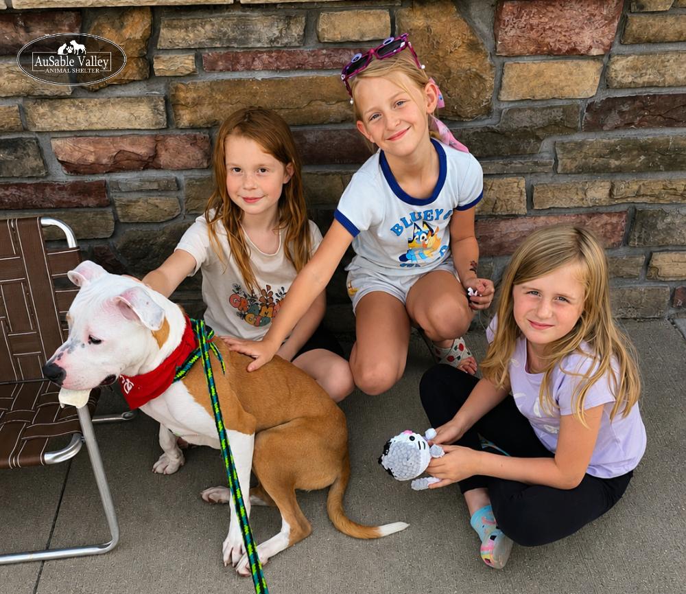 Bacon, an adoptable mixed breed in Grayling, MI image 5/6