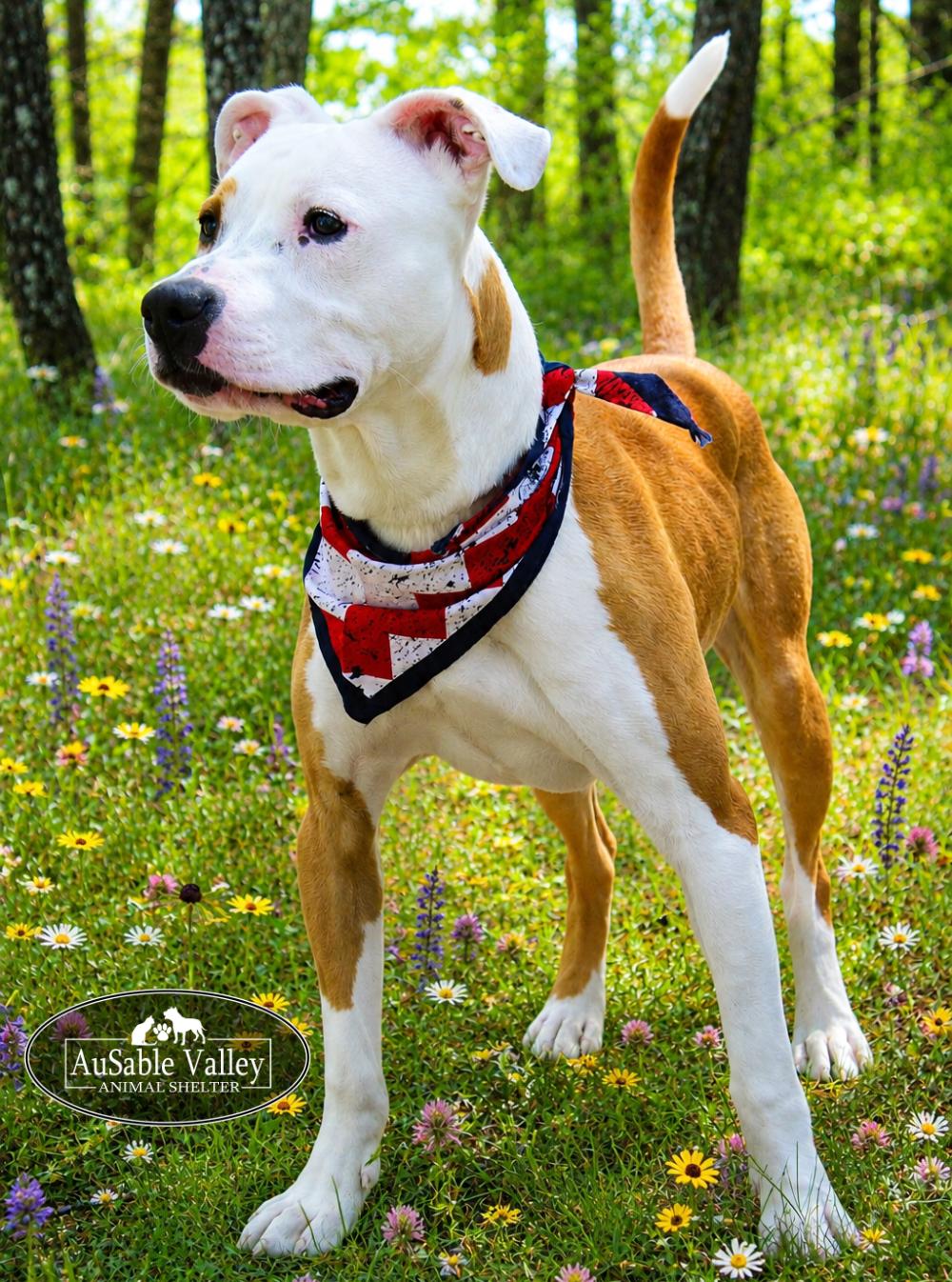 Bacon, an adoptable mixed breed in Grayling, MI image 6/6
