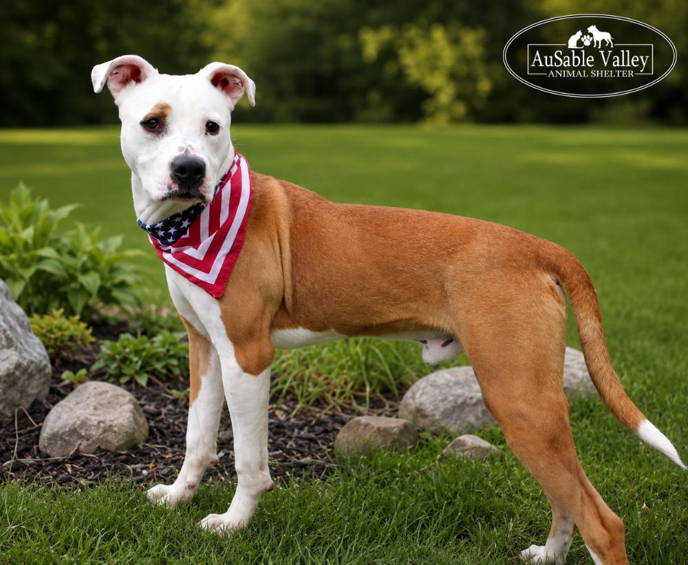 Bacon, adoptable, Young Male Mixed Breed.