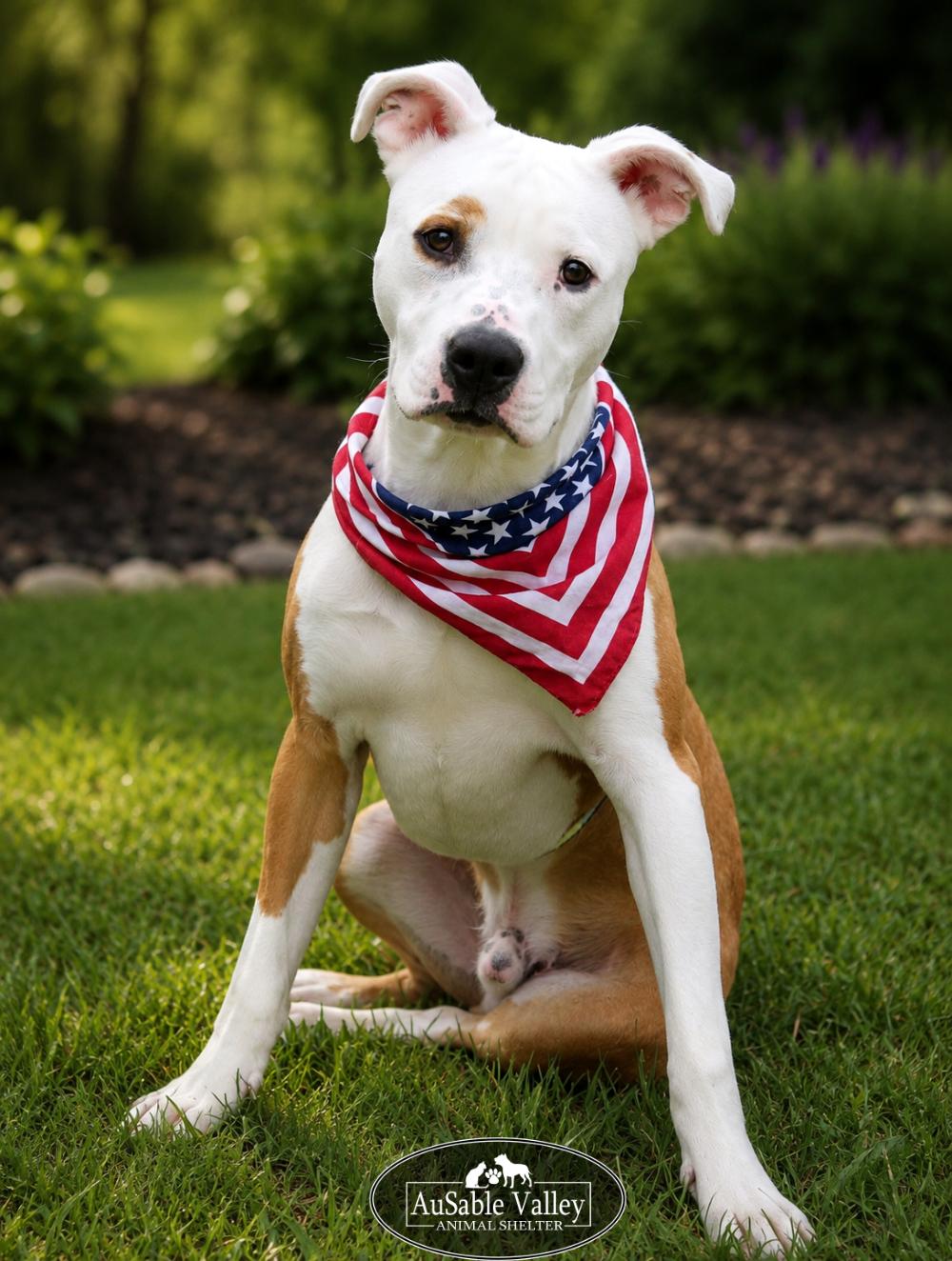 Bacon, an adoptable mixed breed in Grayling, MI image 6/6