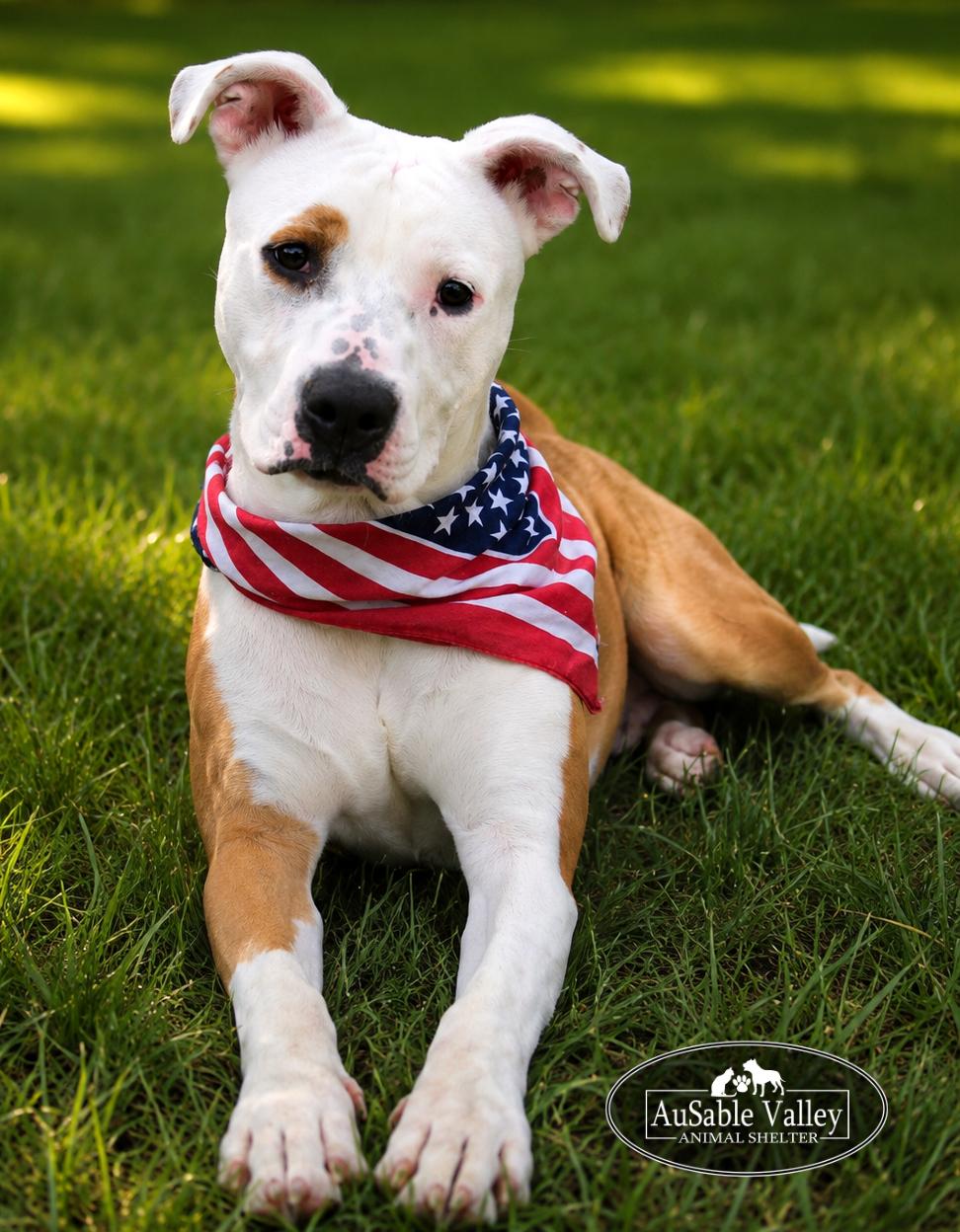 Bacon, an adoptable mixed breed in Grayling, MI image 3/6