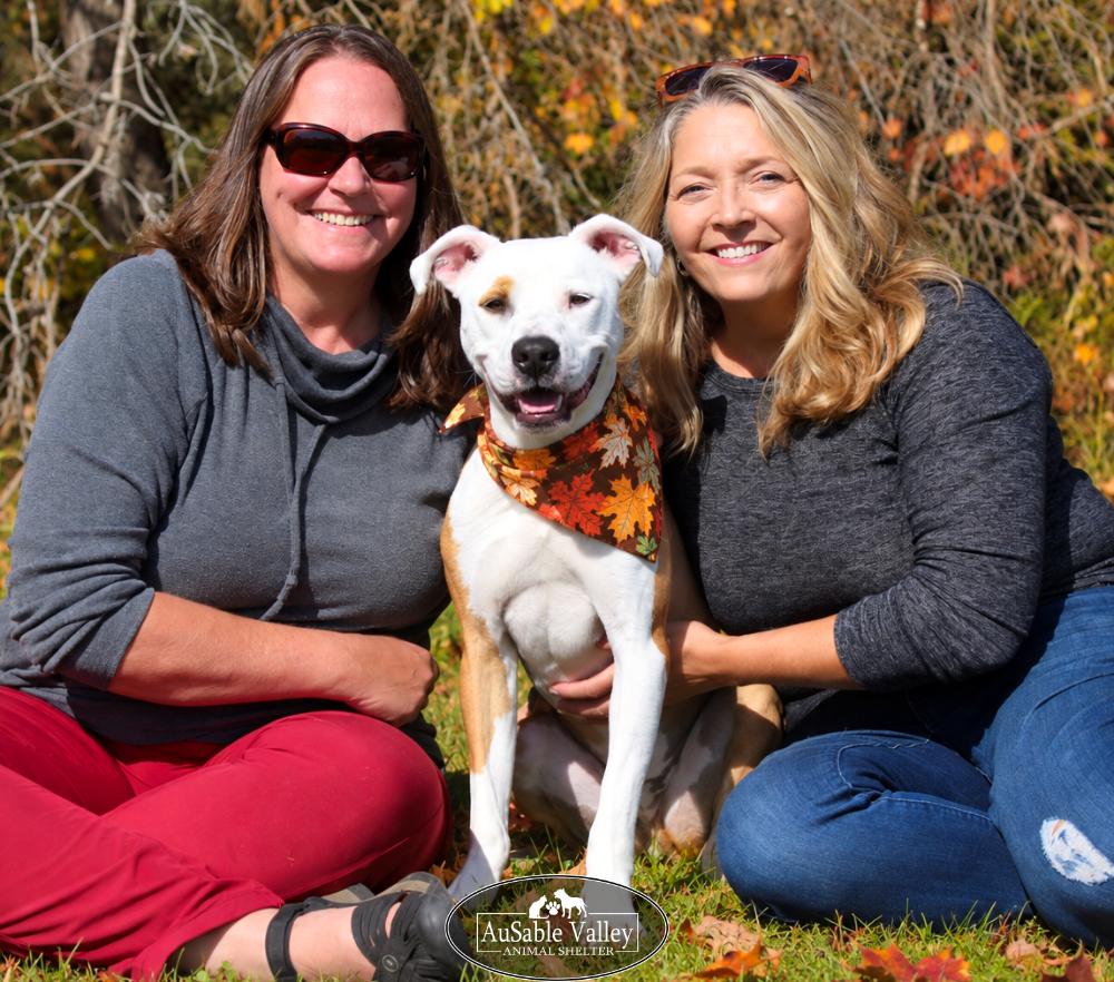 Enlarge Bacon, a Adoptable mixed breed in Grayling, MI image 2/6