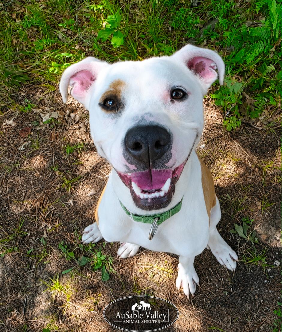 Enlarge Bacon, an adoptable mixed breed in Grayling, MI image 1/6