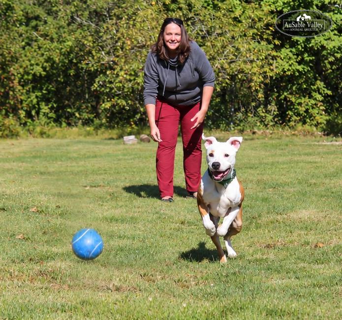 Enlarge Bacon, a Adoptable mixed breed in Grayling, MI image 3/6