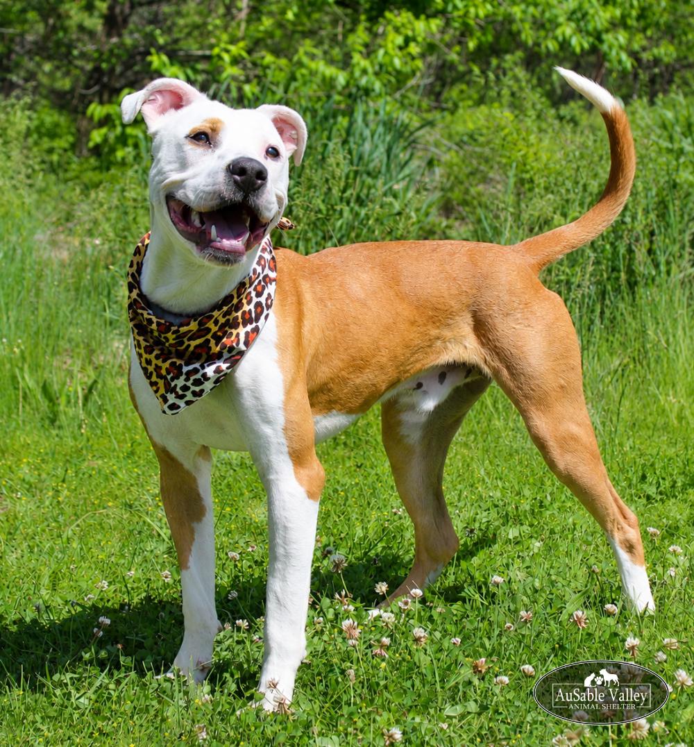 Bacon, Adoptable, Young Male Mixed Breed.