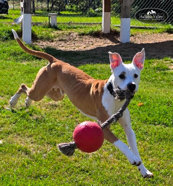Enlarge Bacon, a Adoptable mixed breed in Grayling, MI image 4/6