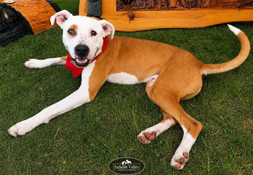Bacon, an adoptable mixed breed in Grayling, MI image 1/6
