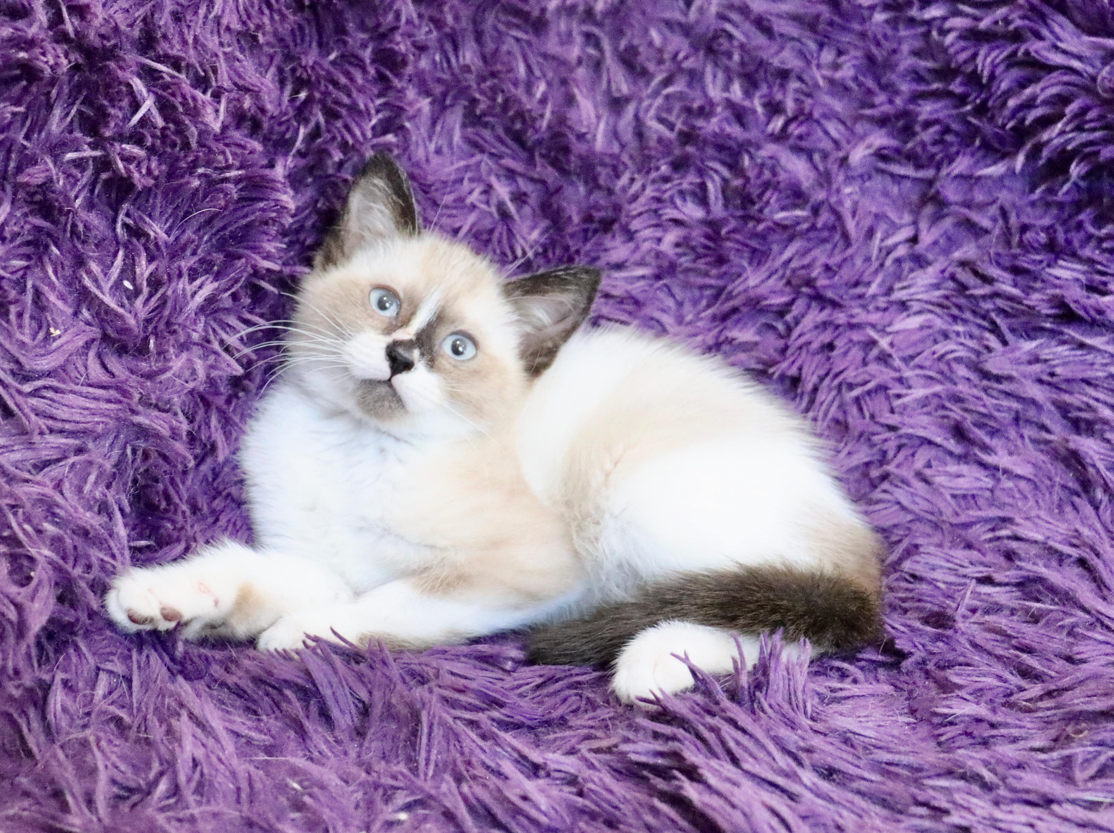 Neptune, an adopted mixed breed in Saint Augustine, FL image 4/6