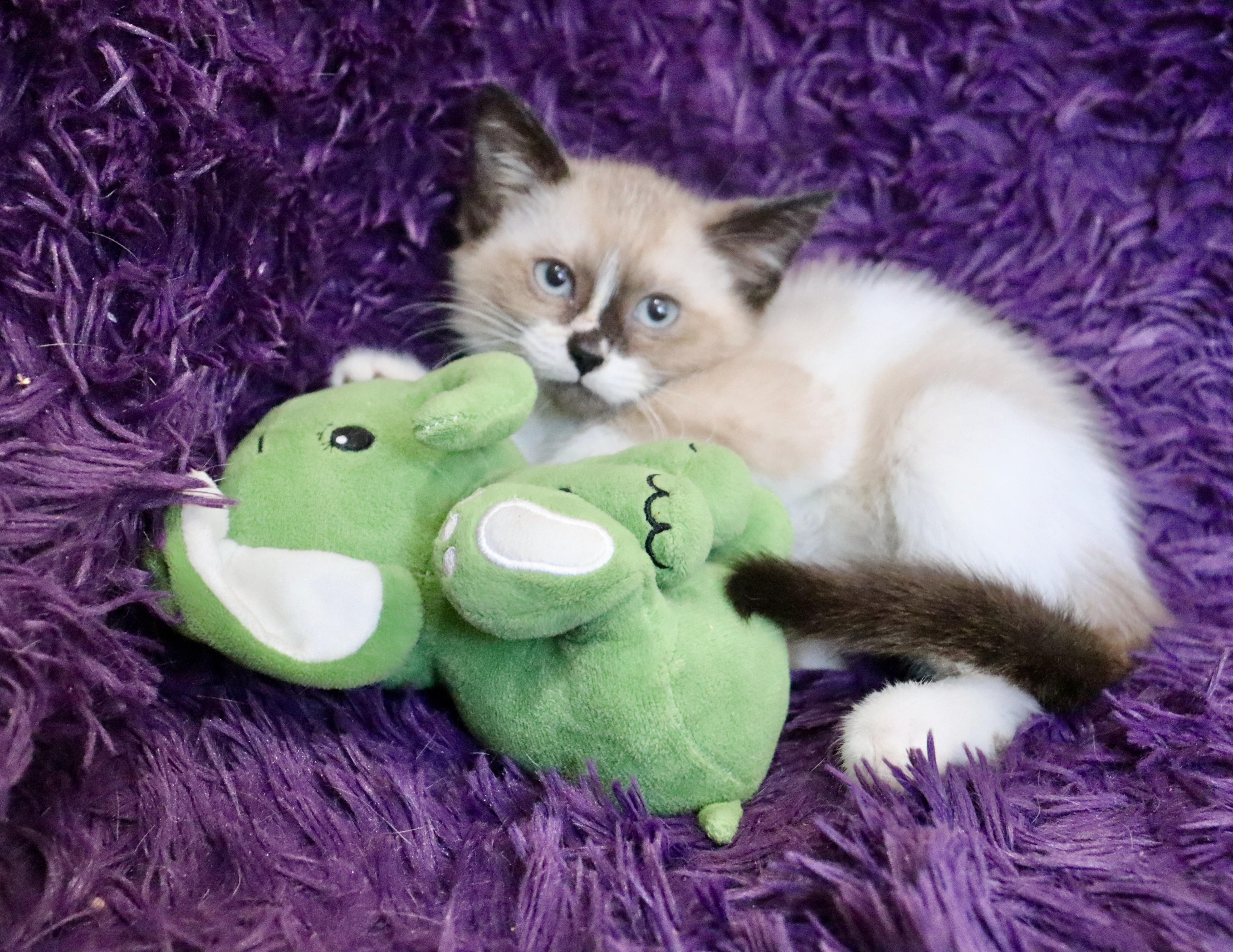 Neptune, an adopted mixed breed in Saint Augustine, FL image 6/6