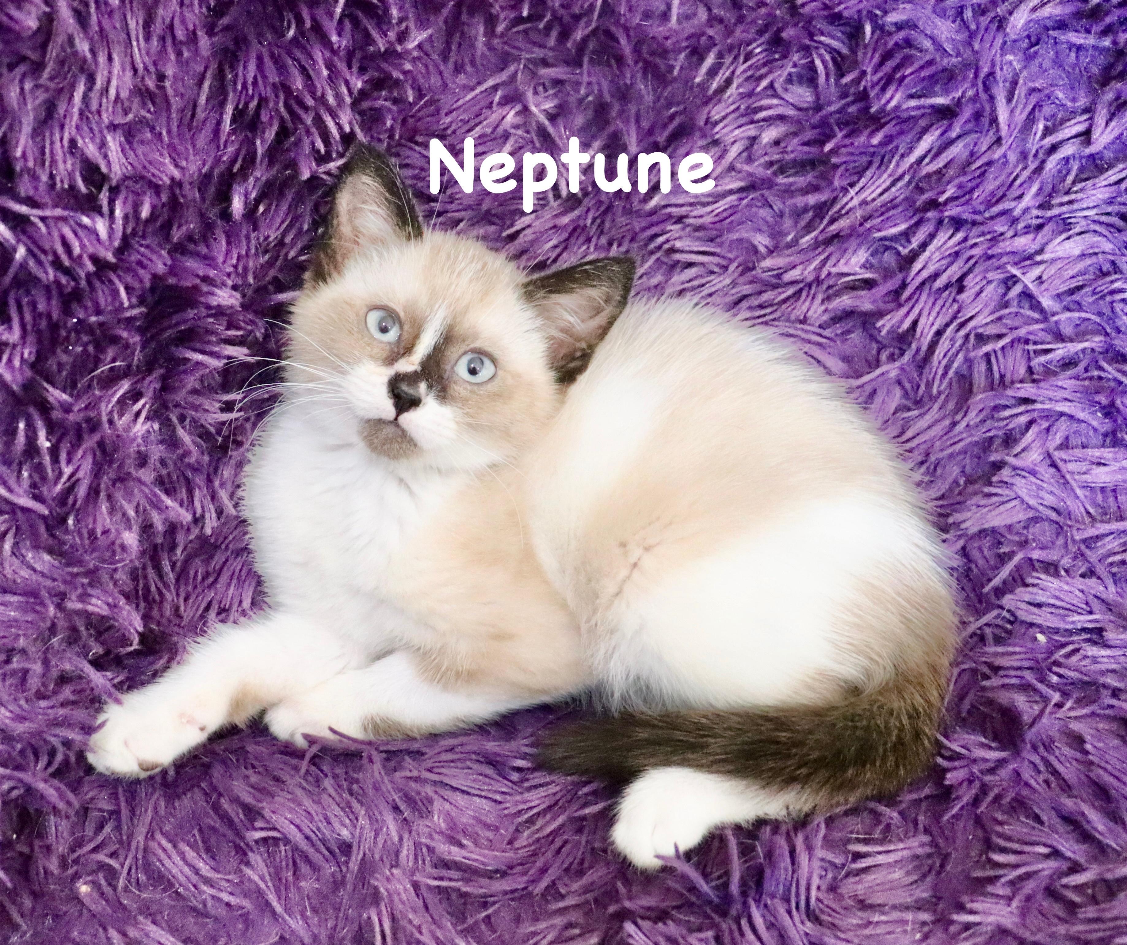 Neptune, adopted, Kitten Male Siamese & Birman.