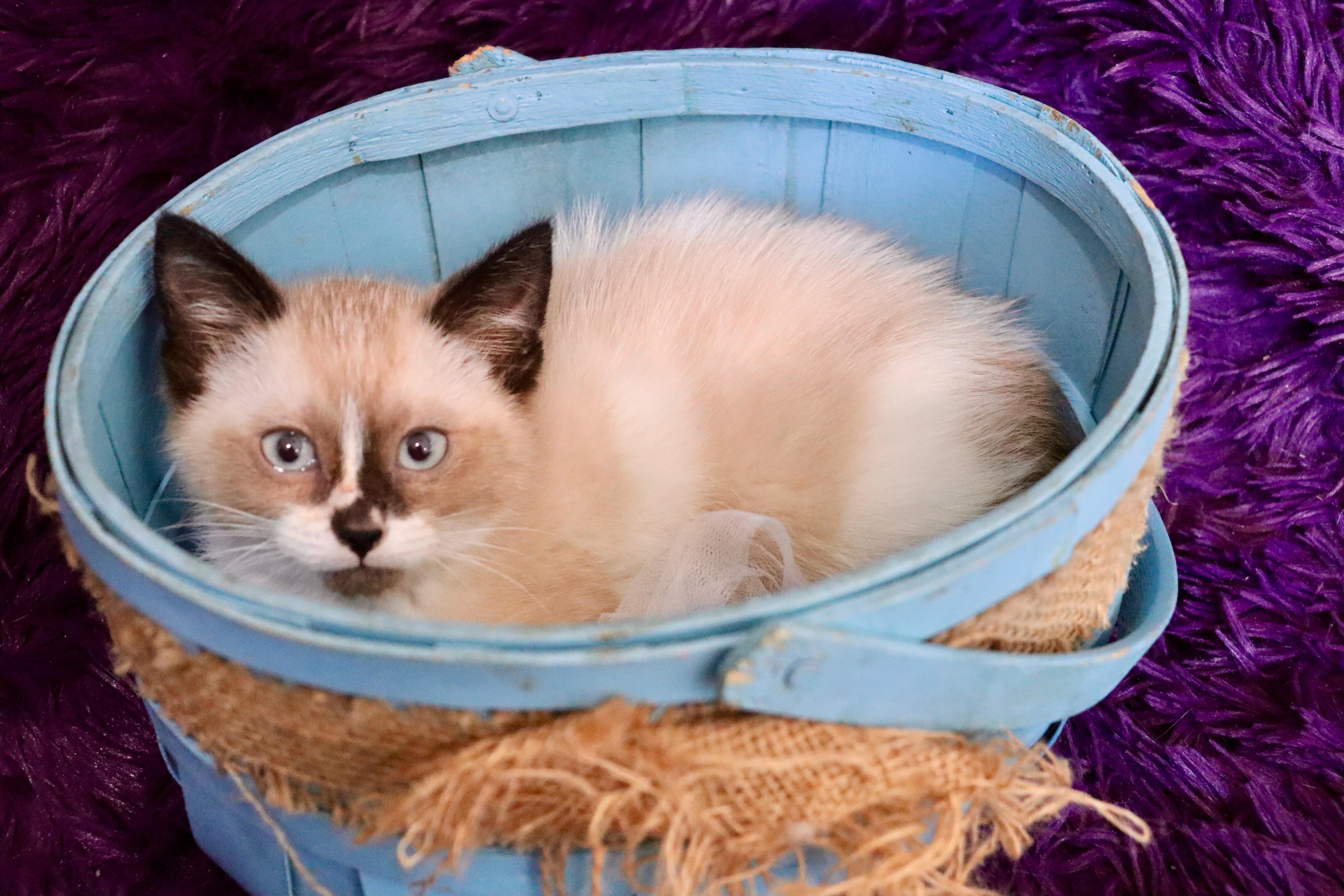 Neptune, an adopted mixed breed in Saint Augustine, FL image 3/6