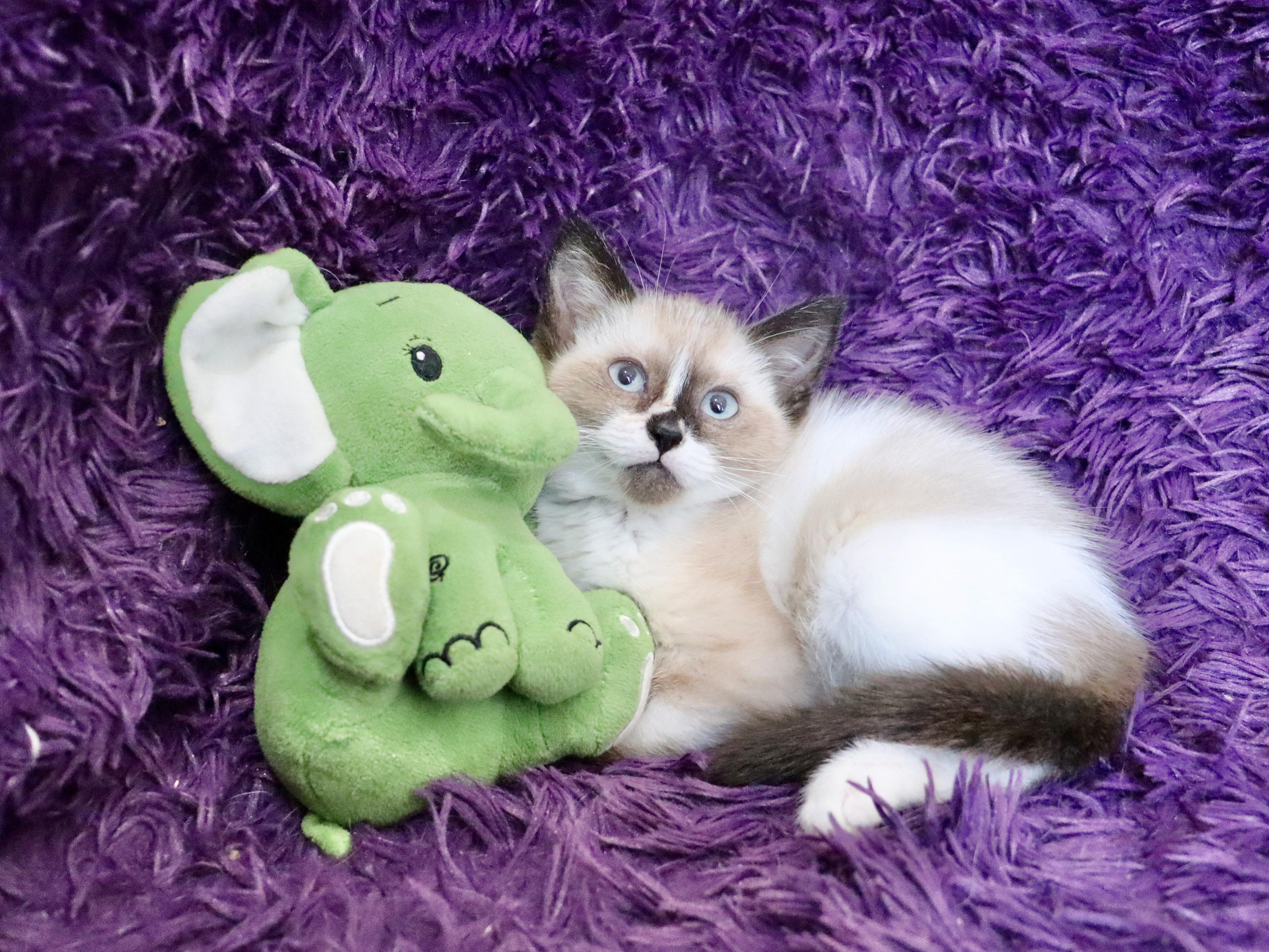 Neptune, an adopted mixed breed in Saint Augustine, FL image 2/6
