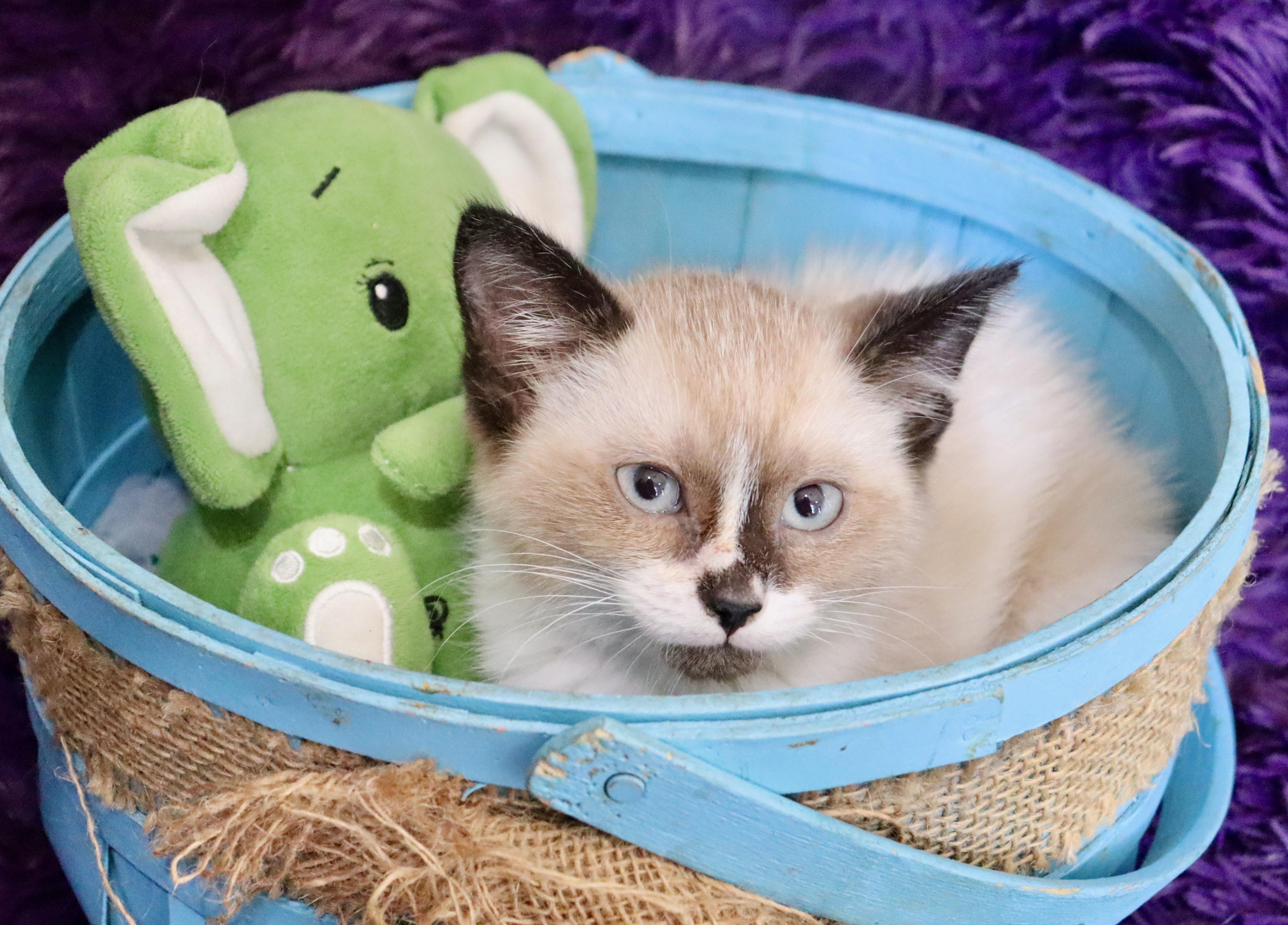 Neptune, an adopted mixed breed in Saint Augustine, FL image 5/6