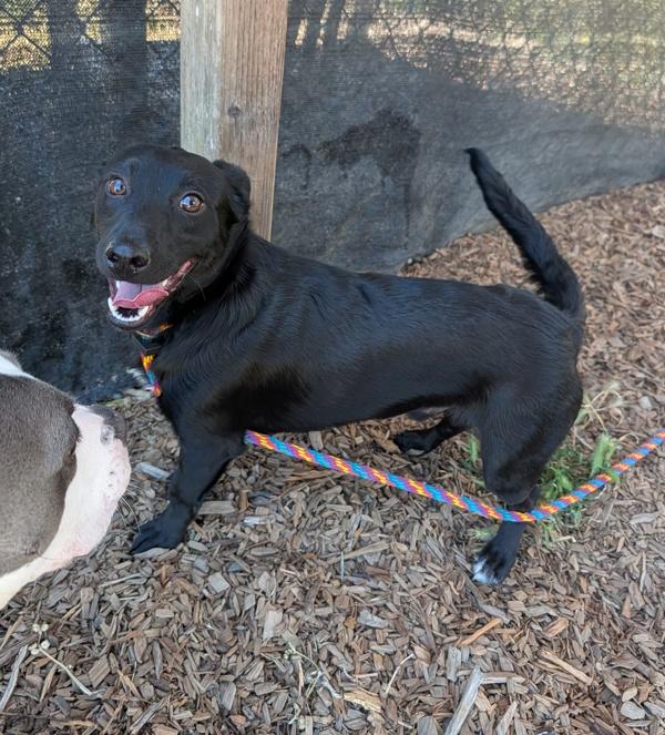 Enlarge Chard, a Adoptable mixed breed in Healdsburg, CA image 1/1