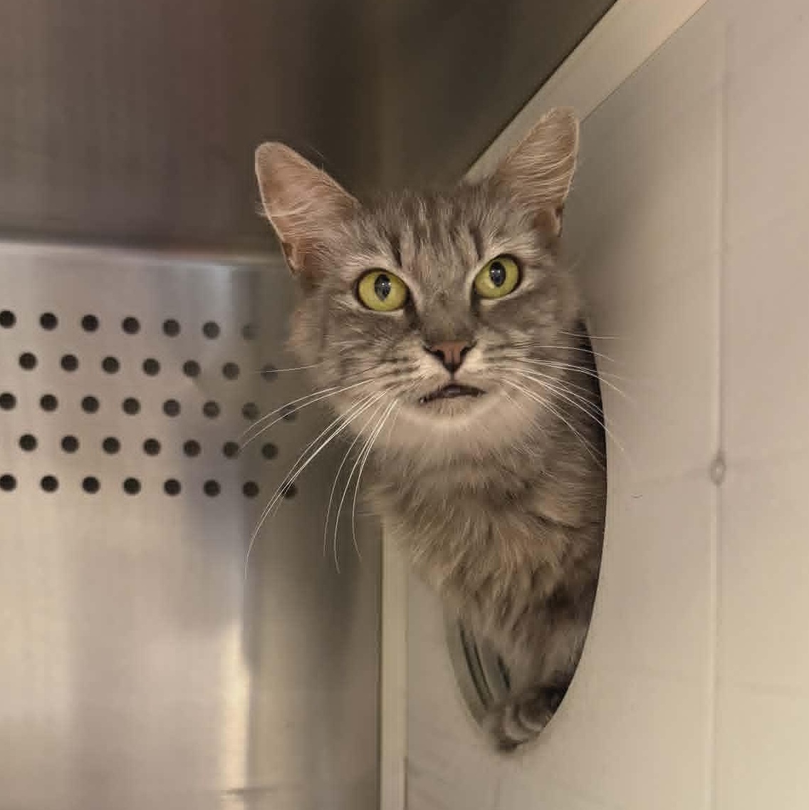 Hailey, an adoptable Domestic Long Hair in Orange, VA image 2/3