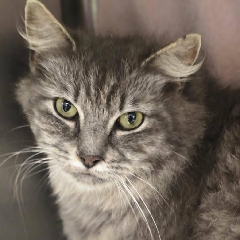 Hailey, adoptable, Adult Female Domestic Long Hair.