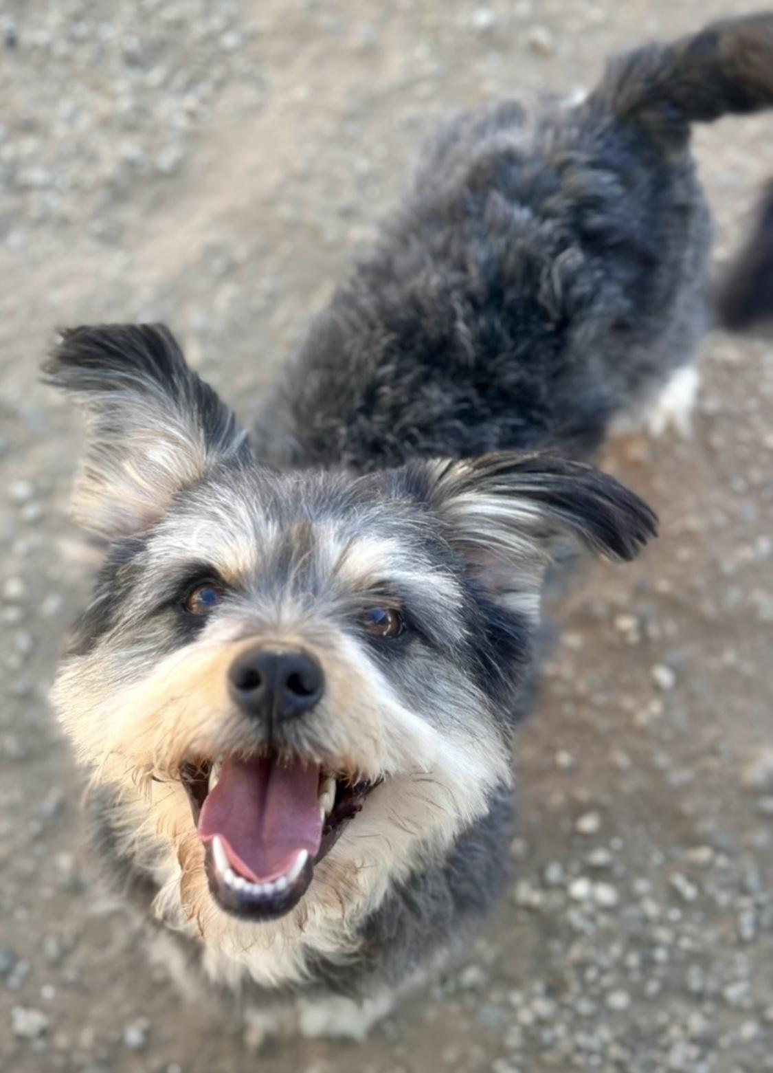 Marvin, a Adopted mixed breed in Carlsbad , CA image 1/6