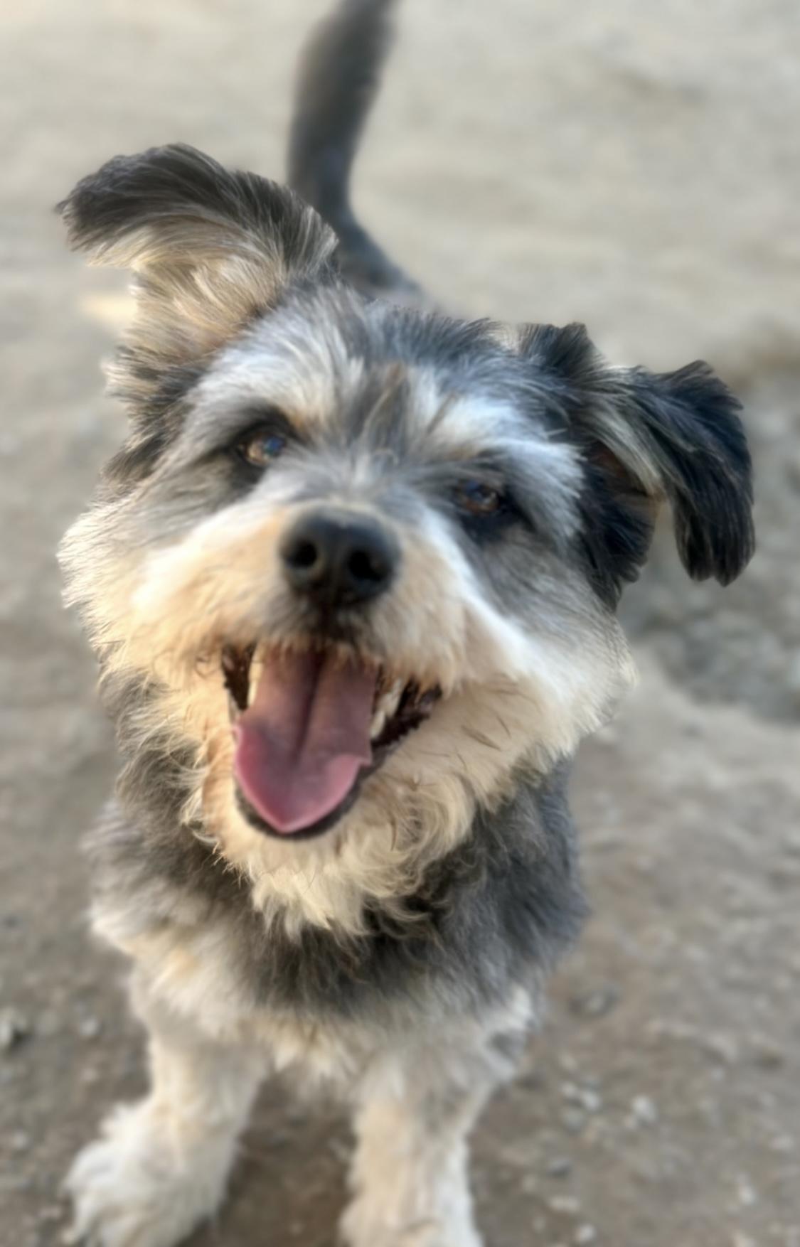 Marvin, a Adopted mixed breed in Carlsbad , CA image 2/6