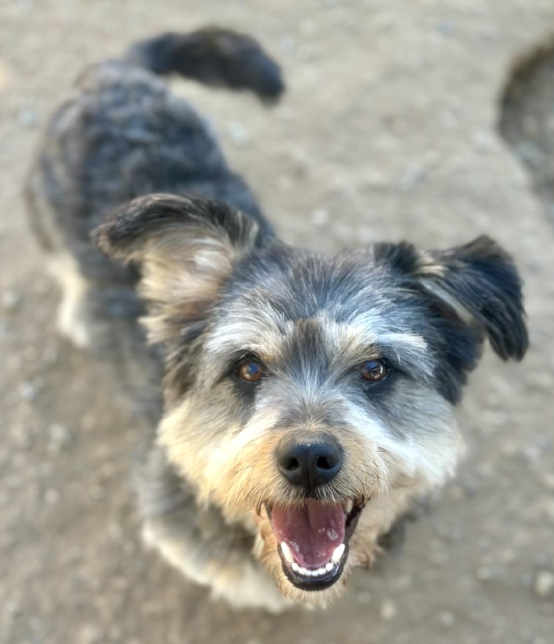 Marvin, a Adopted mixed breed in Carlsbad , CA image 4/6
