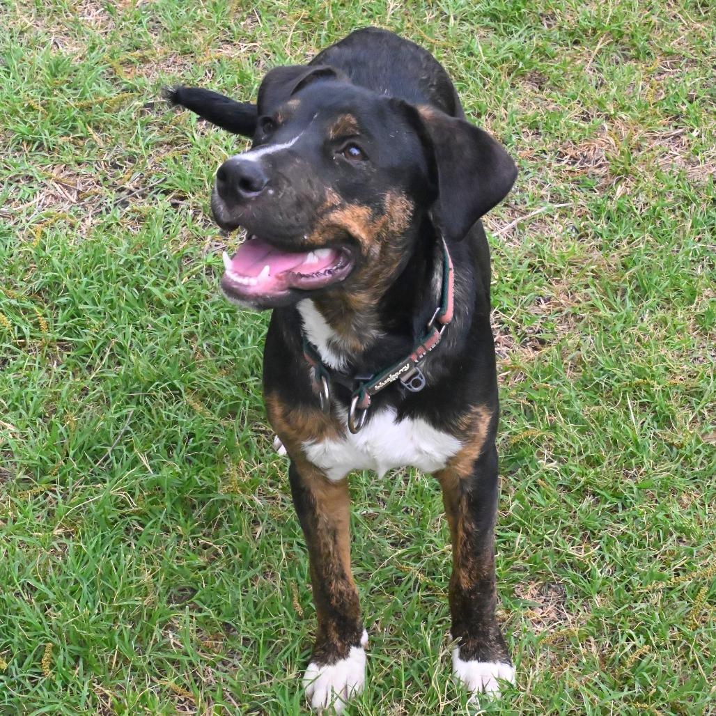 Wemby, Adoptable, Adult Male Black Labrador Retriever & Hound.
