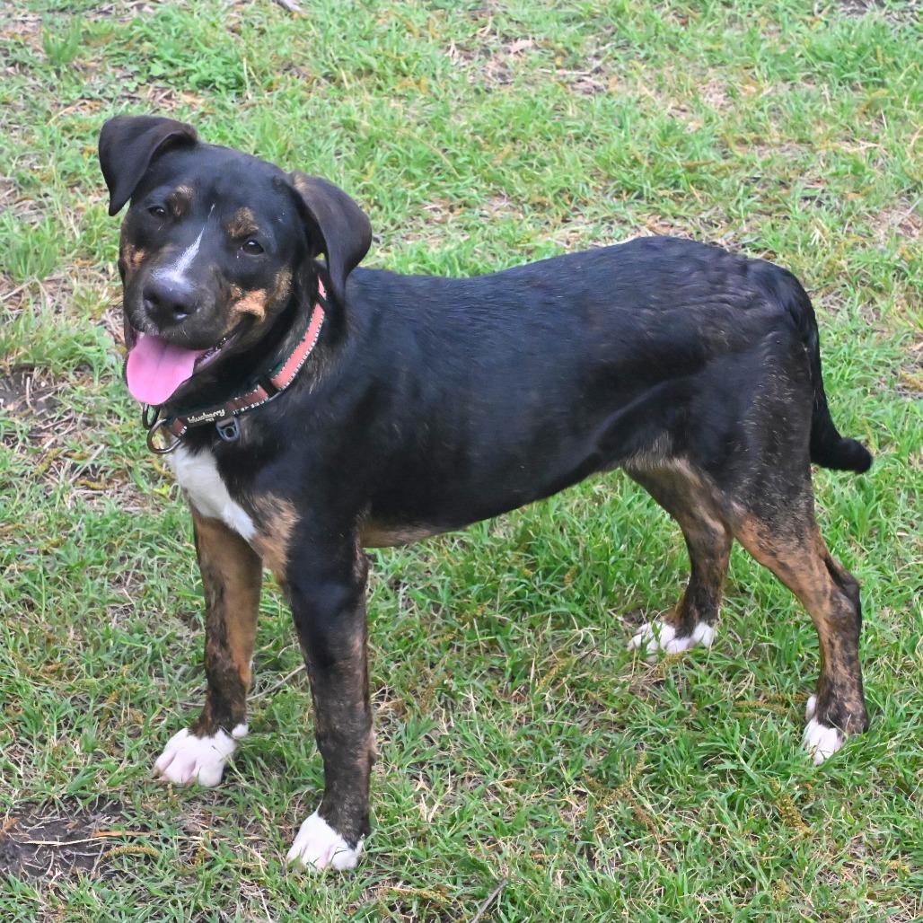 Enlarge Wemby, a Adoptable mixed breed in San Antonio, TX image 2/5