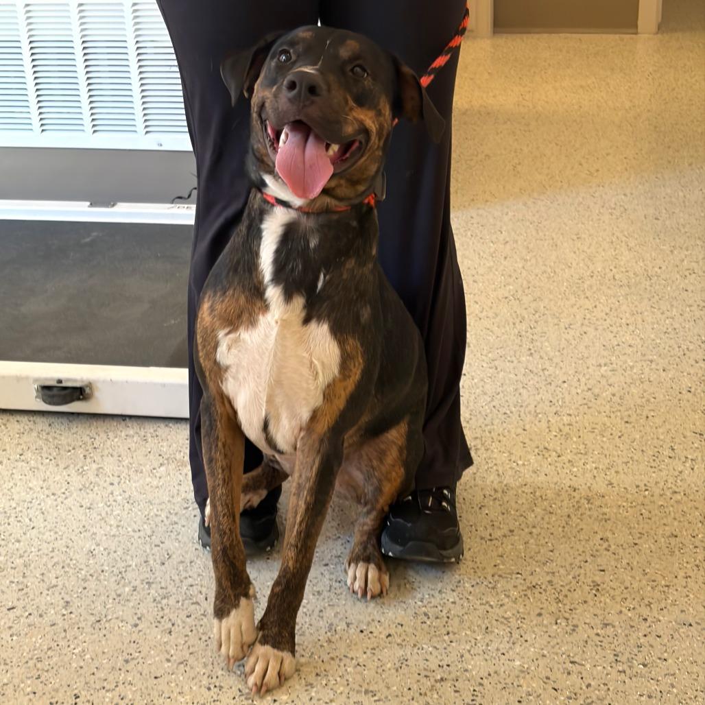 Enlarge Wemby, a Adoptable mixed breed in San Antonio, TX image 3/5