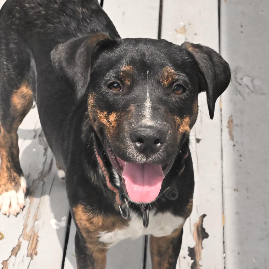 Enlarge Wemby, a Adoptable mixed breed in San Antonio, TX image 4/5