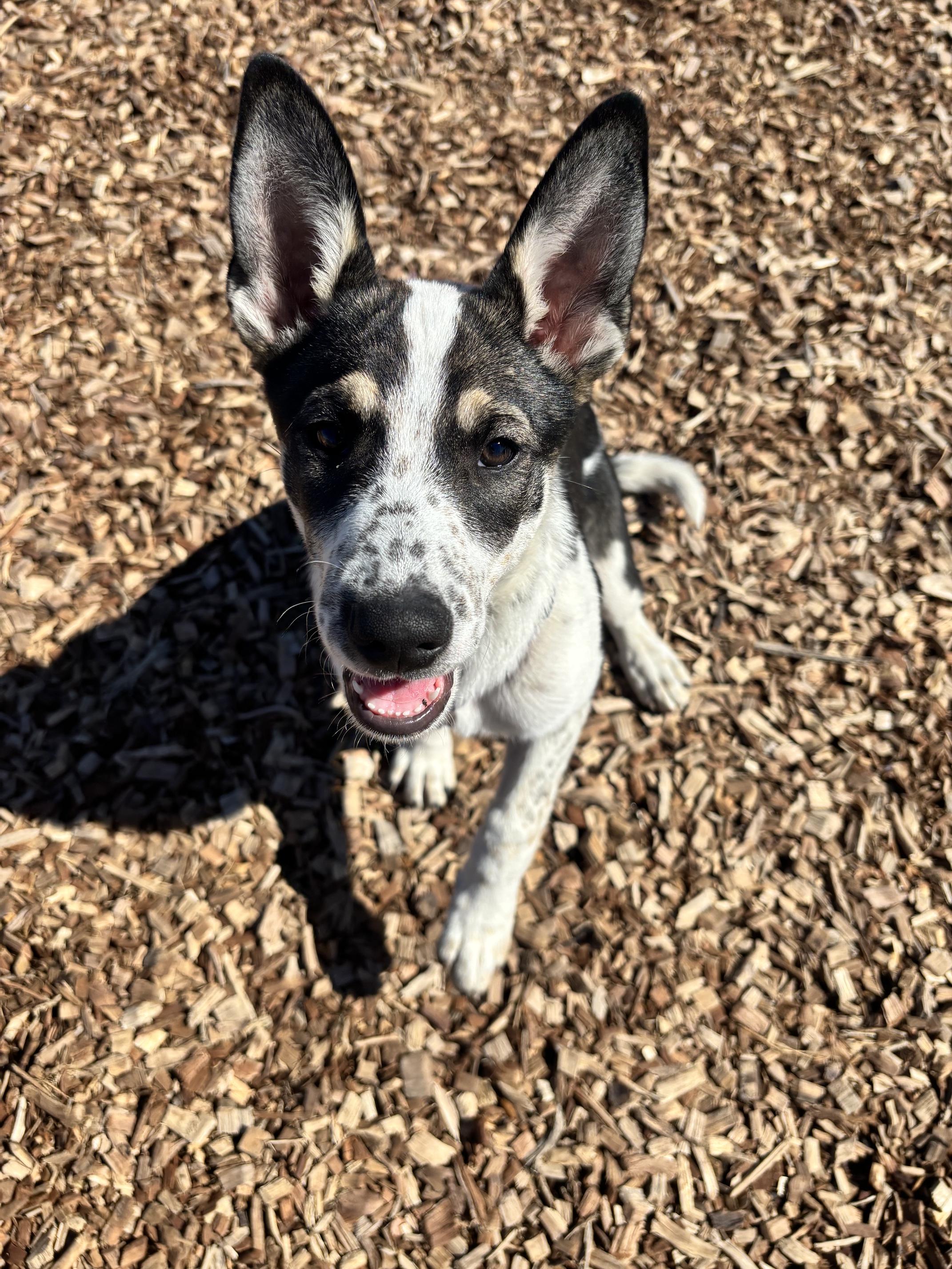 Enlarge Ember, a Adoptable mixed breed in Rockwell City, IA image 2/3