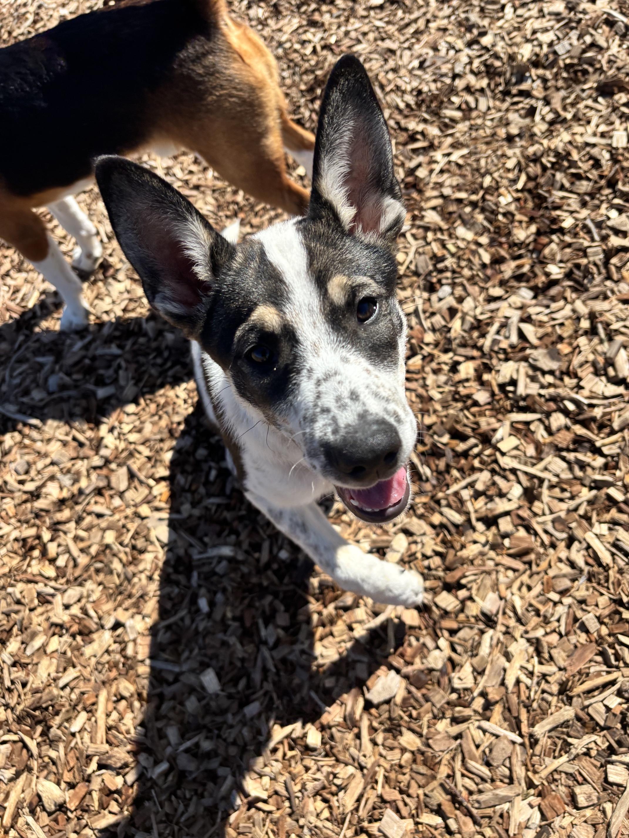 Ember, Adoptable, Puppy Female Australian Cattle Dog / Blue Heeler & Husky.